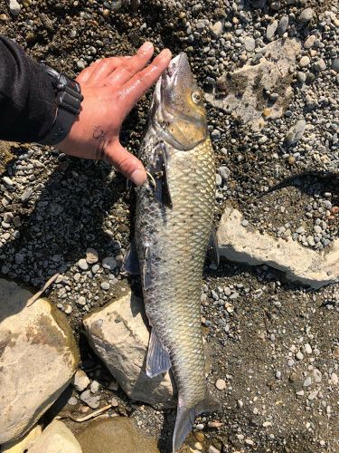 ニゴイの釣果