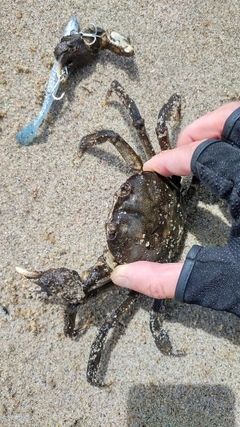 モクズガニの釣果