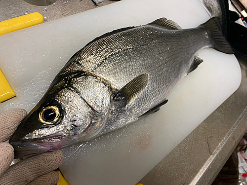 ヒラスズキの釣果