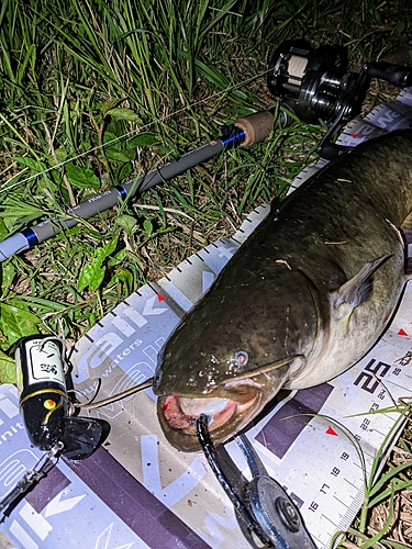 ナマズの釣果