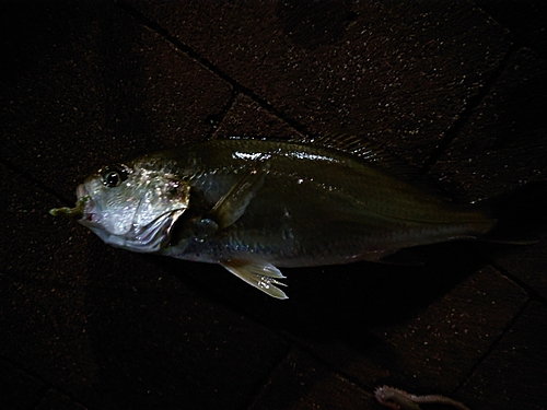 イシモチの釣果