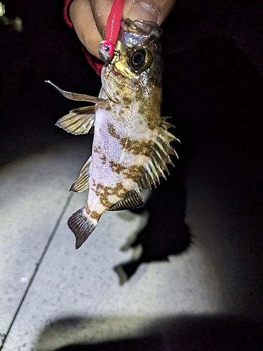 シロメバルの釣果