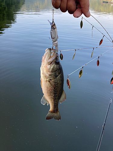 ブラックバスの釣果