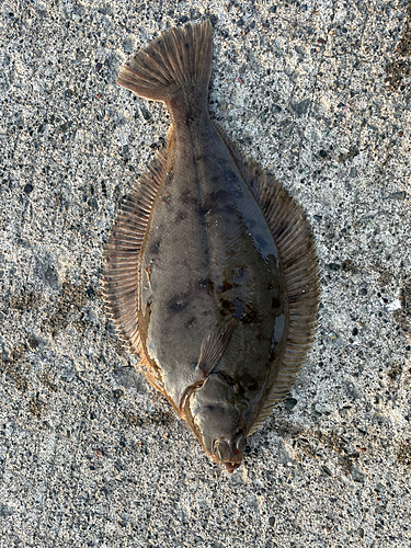 カレイの釣果