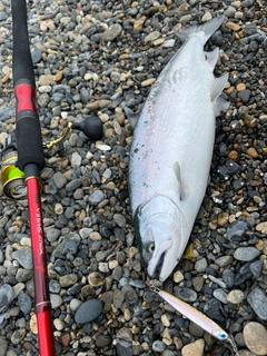 サクラマスの釣果