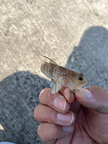 アナハゼの釣果