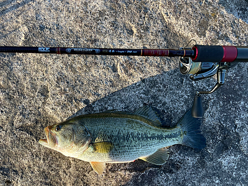 ブラックバスの釣果