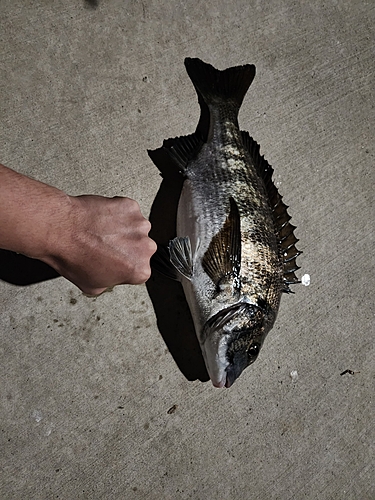 チヌの釣果