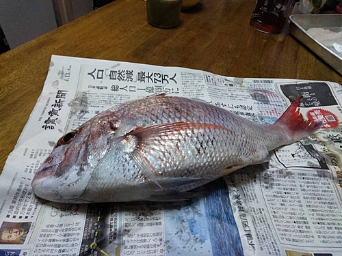 タイの釣果