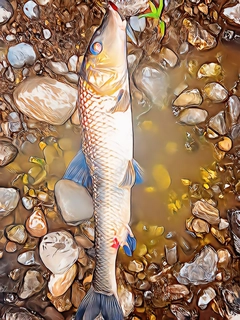 ニゴイの釣果