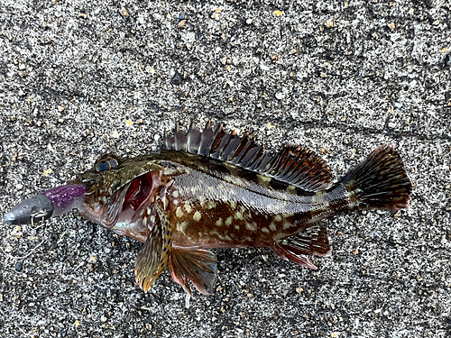 アラカブの釣果