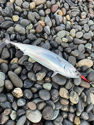 ソウダガツオの釣果