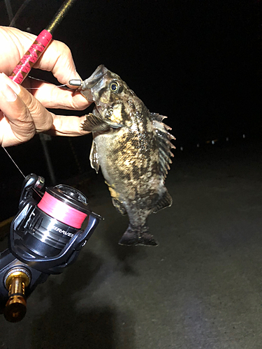 クロソイの釣果