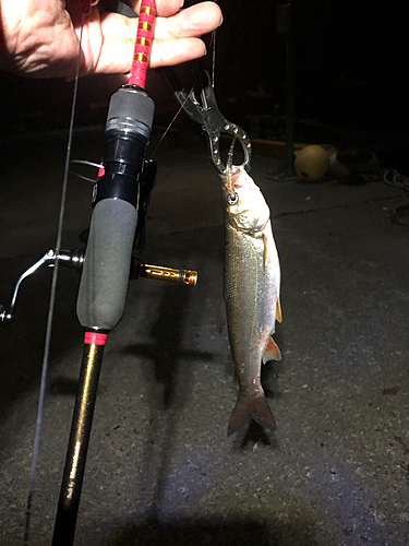 ウグイの釣果