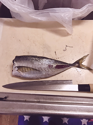 マアジの釣果