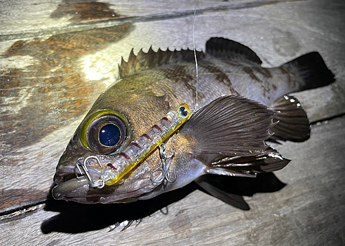 メバルの釣果