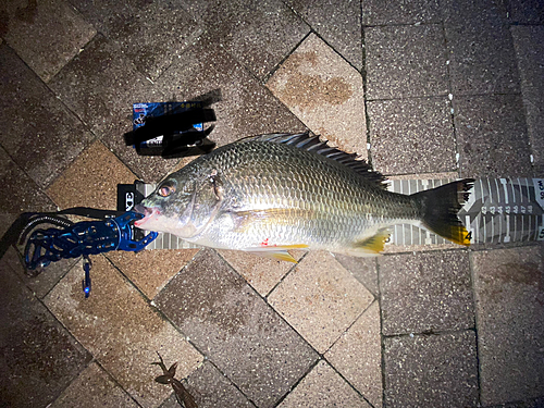 キビレの釣果