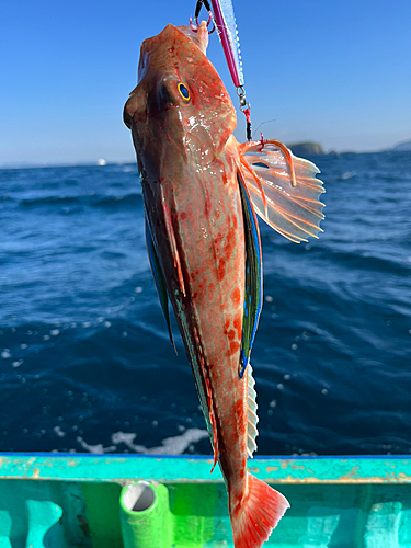 ホウボウの釣果