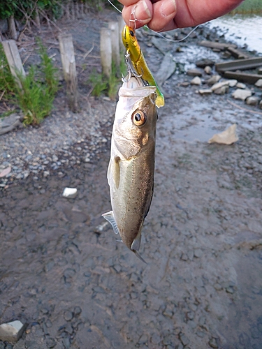 マルスズキの釣果