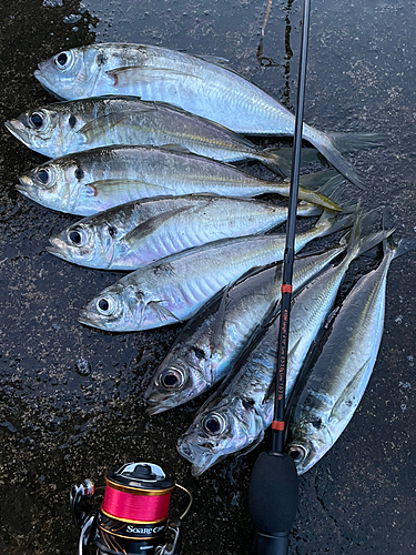 アジの釣果