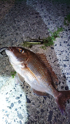 タイの釣果