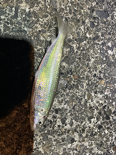 カタボシイワシの釣果