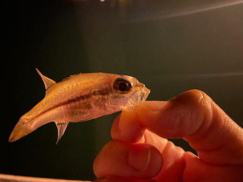 シログチの釣果