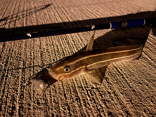 ゴンズイの釣果