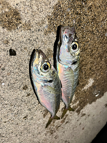 アジの釣果