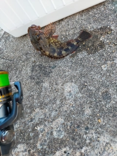 カサゴの釣果