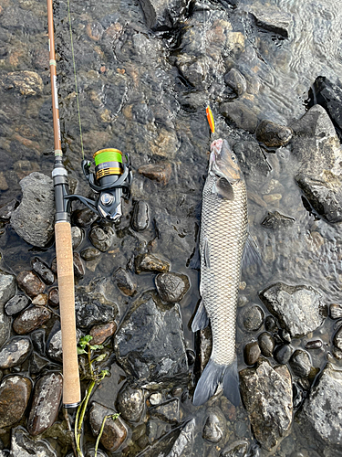 ニゴイの釣果