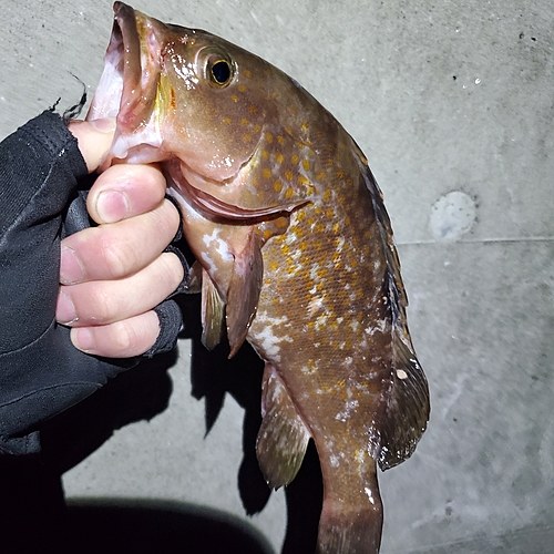 アコウの釣果