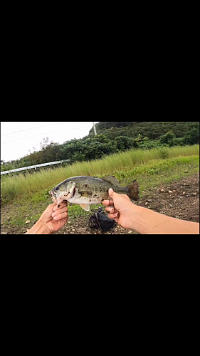 ブラックバスの釣果