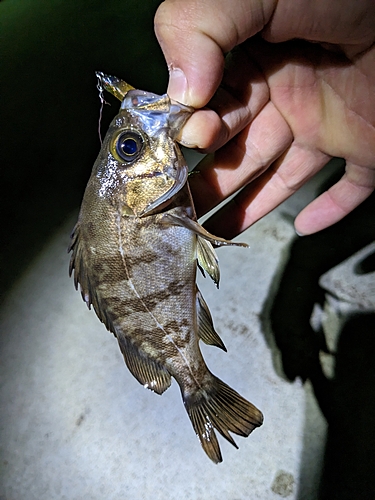 シロメバルの釣果