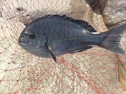 クロの釣果