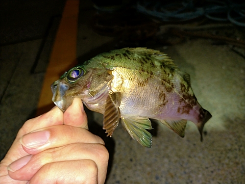 メバルの釣果