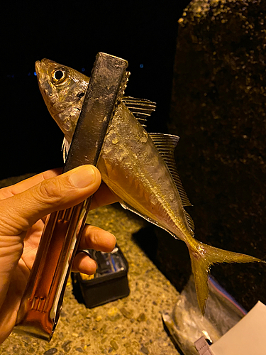 マアジの釣果