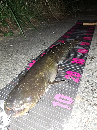 ナマズの釣果