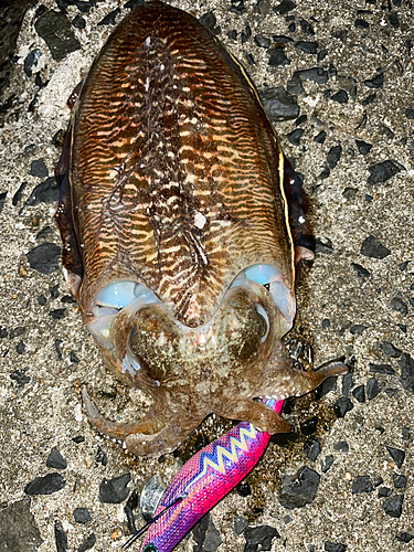 イカの釣果