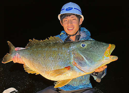 ムネアカクチビの釣果