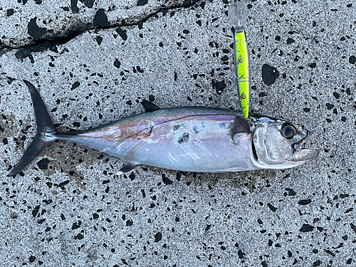 イソマグロの釣果