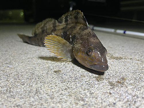 アイナメの釣果