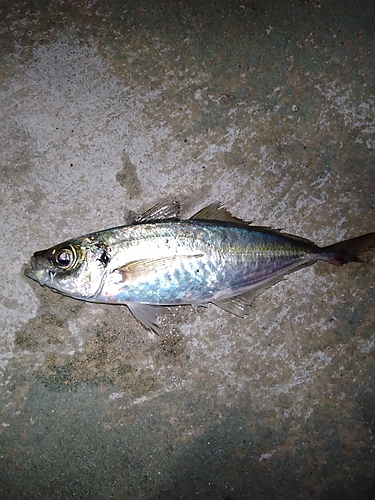 マアジの釣果