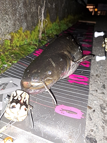 ナマズの釣果