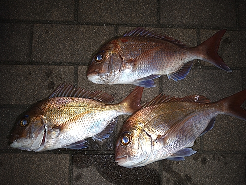 タイの釣果