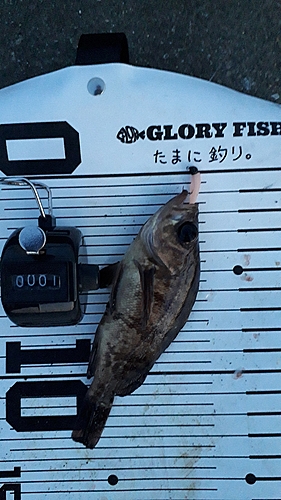 シロメバルの釣果