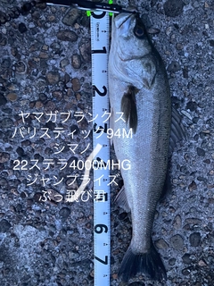 シーバスの釣果
