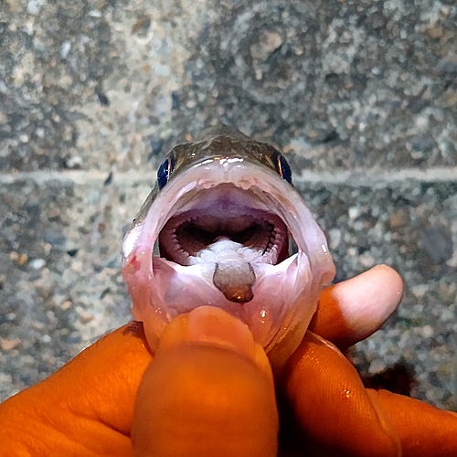 セイゴ（マルスズキ）の釣果