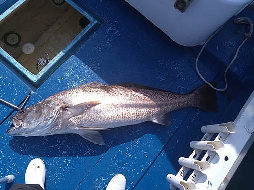 オオニベの釣果