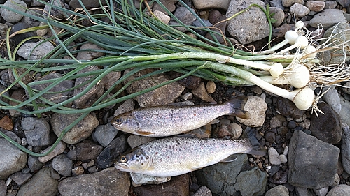 ブラウントラウトの釣果